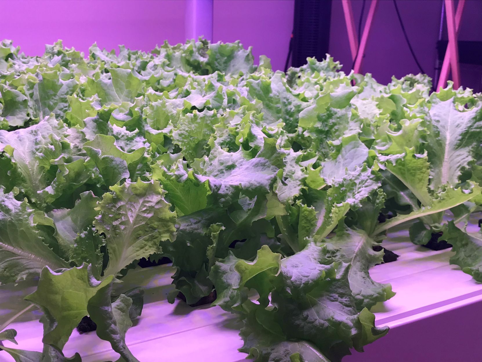 WLM indoor urban farm